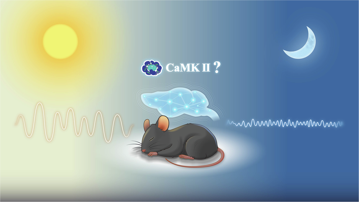 Bí mật 'bộ đếm giờ' trong não giúp dự đoán chính xác thời điểm thức giấc- Ảnh 2.