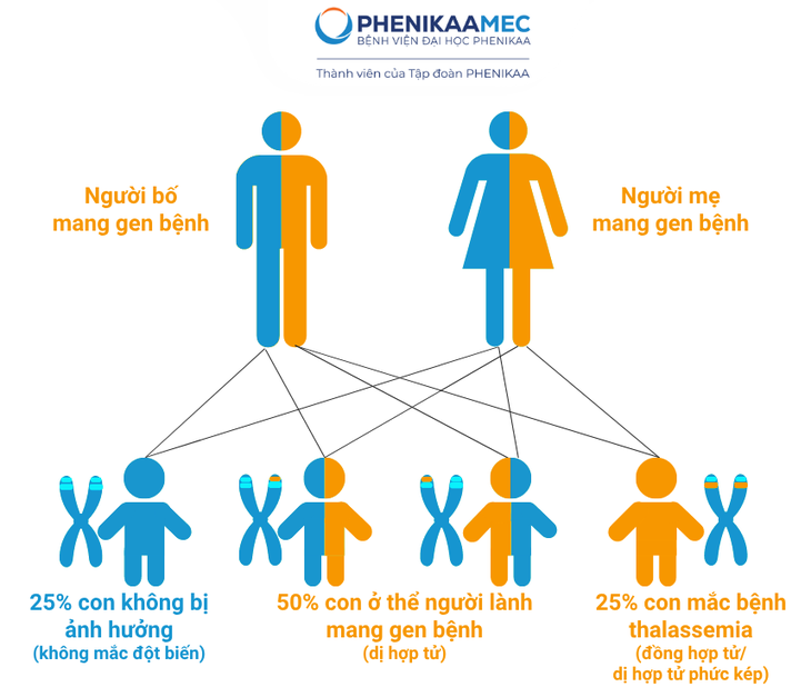 PhenikaaMec phối hợp đa chuyên khoa chủ động phòng ngừa bệnh Thalassemia - Ảnh 1.