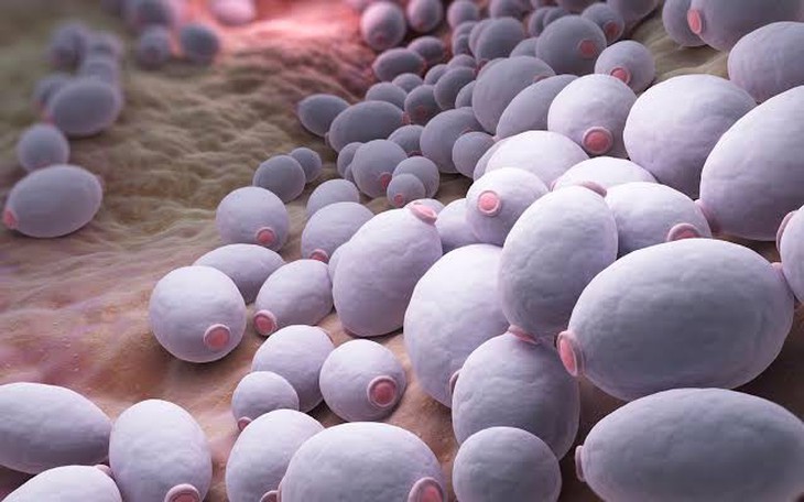 Uống kháng sinh xong bị ngứa vùng kín, có phải nấm Candida? - Ảnh 3.