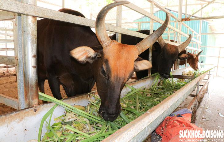 Nơi ăn nghỉ đặc biệt của đàn động vật lai quý hiếm ở Khánh Hòa- Ảnh 5.