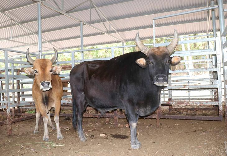 Nơi ăn nghỉ đặc biệt của đàn động vật lai quý hiếm ở Khánh Hòa- Ảnh 4.