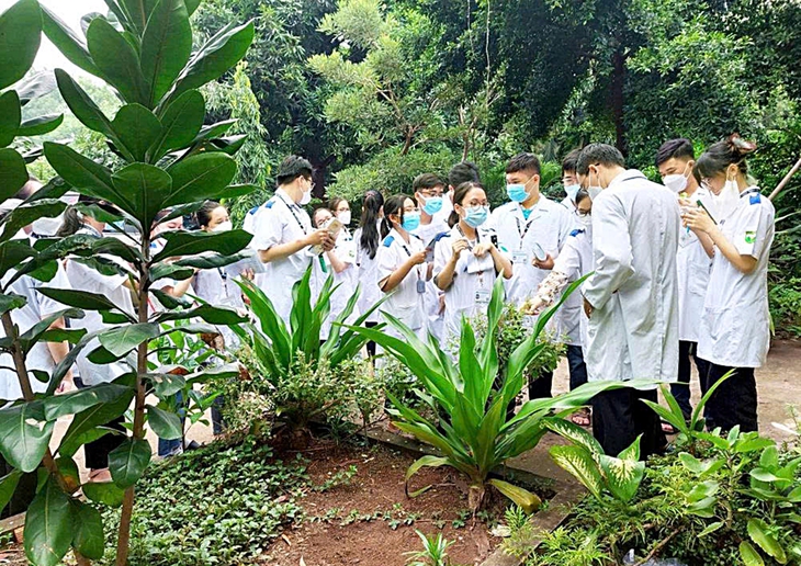Giữa TPHCM có một ‘kho báu’ cây thuốc ít người biết- Ảnh 4.