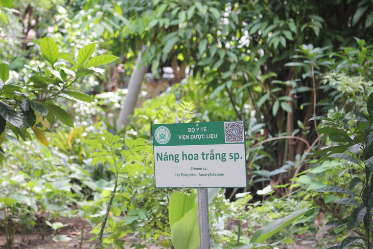 Giữa TPHCM có một ‘kho báu’ cây thuốc ít người biết- Ảnh 1.