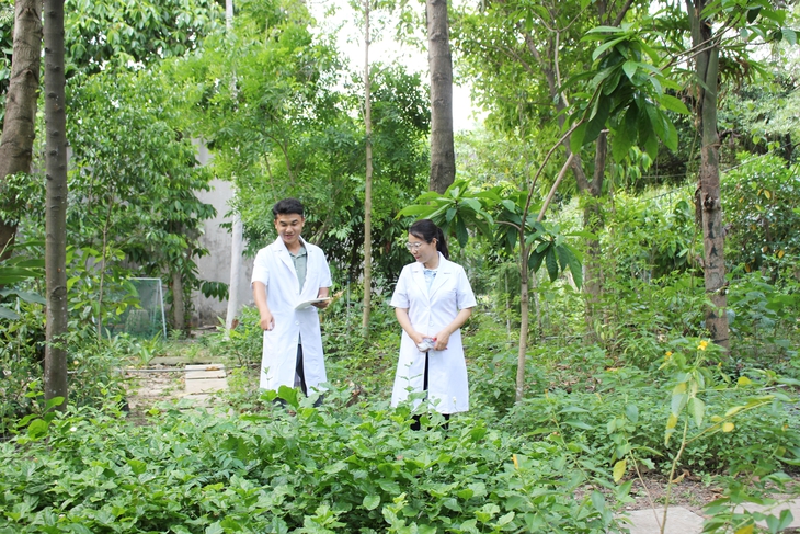 Giữa TPHCM có một ‘kho báu’ cây thuốc ít người biết- Ảnh 5.