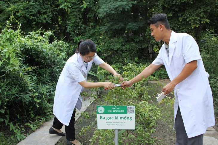 Giữa TPHCM có một ‘kho báu’ cây thuốc ít người biết- Ảnh 1.
