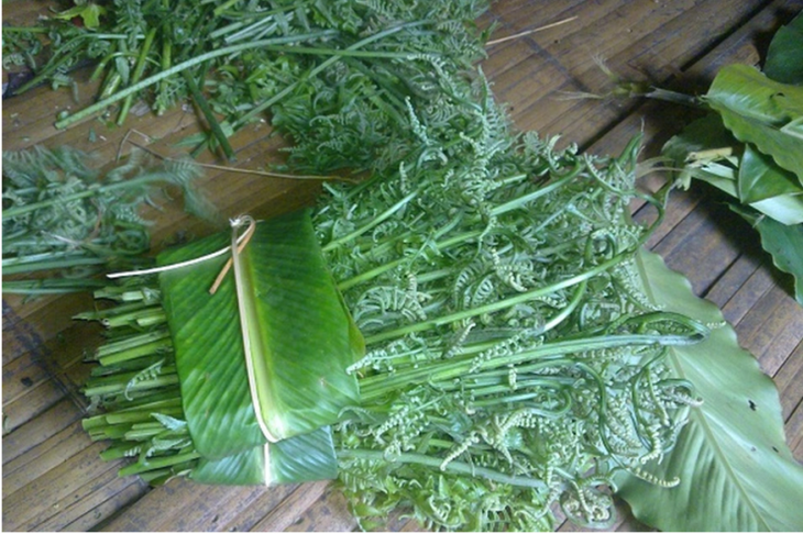 Loại rau dại trước bỏ đi nay là đặc sản giá 200.000 đồng/kg được người Trung Quốc xem là 'rau trường thọ', sang tận nơi để thu mua- Ảnh 1.
