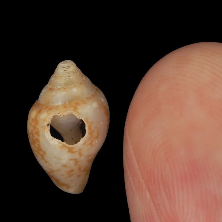 Giao điểm văn hóa giữa người hiện đại và Neanderthal tại hang Üçağızlı II - Ảnh 2.
