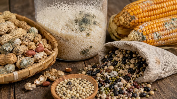 Vì sao không nên cắt bỏ phần mốc rồi ăn tiếp? - Ảnh 1.