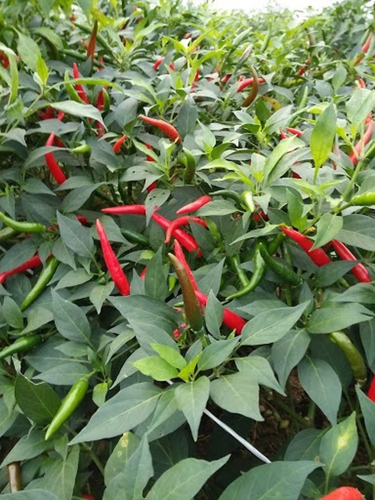 Tác dụng chữa bệnh của lá ớt - Ảnh 1.