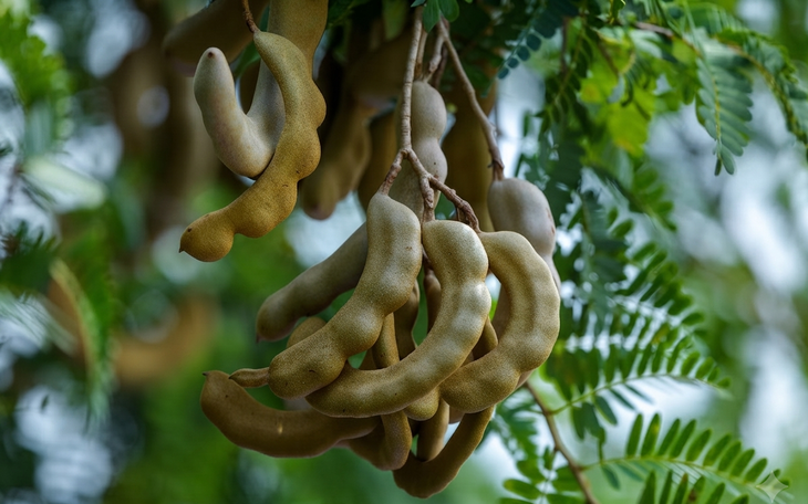 Vì sao nên uống nước me ngay trong mùa hè này? - Ảnh 2.