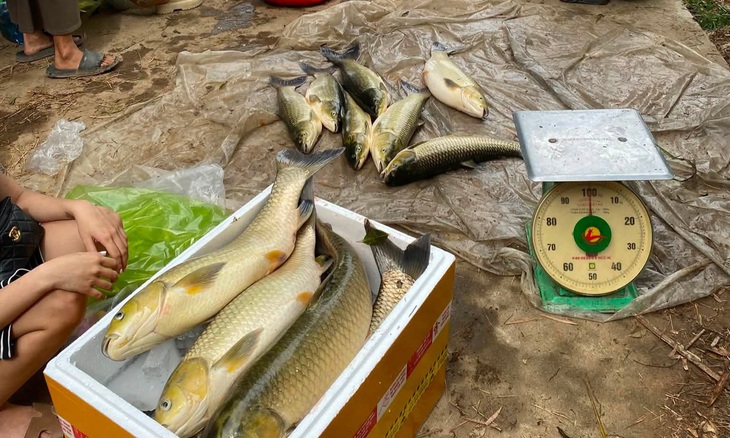 Sở Nông nghiệp và Môi trường TP Huế xác định nguyên nhân cá nuôi lồng chết trên sông Bồ - Ảnh 1.