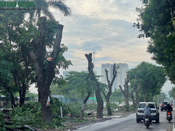 Dự án đường 70 qua Xuân Phương, Hà Nội: Hàng loạt cây xanh, nhà xưởng được dỡ bỏ- Ảnh 5.