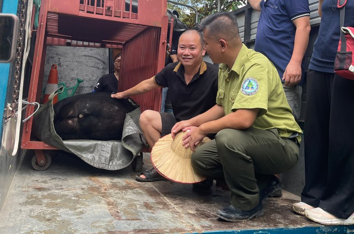 Giải cứu cá thể gấu ngựa bị nuôi nhốt hơn chục năm về trung tâm cứu hộ - Ảnh 2.