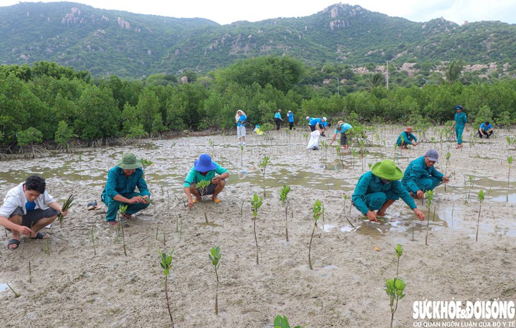 Người dân chung tay hồi sinh rừng ngập mặn ở Khánh Hòa- Ảnh 1.