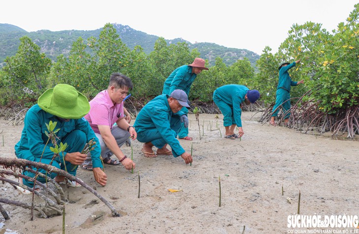 Người dân chung tay hồi sinh rừng ngập mặn ở Khánh Hòa- Ảnh 2.