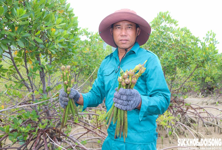 Người dân chung tay hồi sinh rừng ngập mặn ở Khánh Hòa- Ảnh 3.