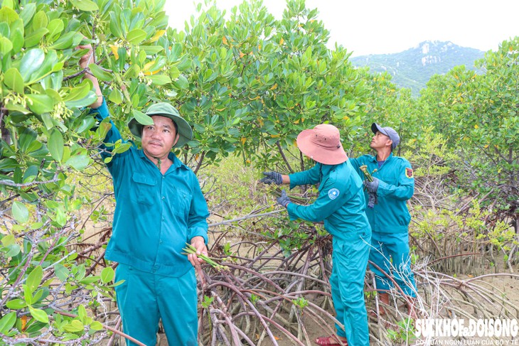 Người dân chung tay hồi sinh rừng ngập mặn ở Khánh Hòa- Ảnh 5.