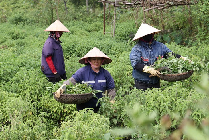 Làng cổ Sinh Dược: Giữ nghề thuốc Nam, phát triển OCOP bền vững- Ảnh 1.