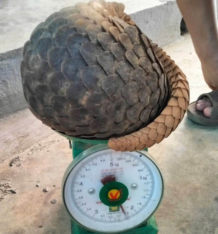 Người dân tự nguyện giao nộp tê tê Java quý hiếm nặng 2,2 kg - Ảnh 1.