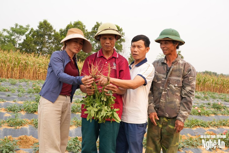 Nghệ An: Tháo gỡ khó khăn, phát triển ngành dược liệu theo hướng bền vững- Ảnh 2.