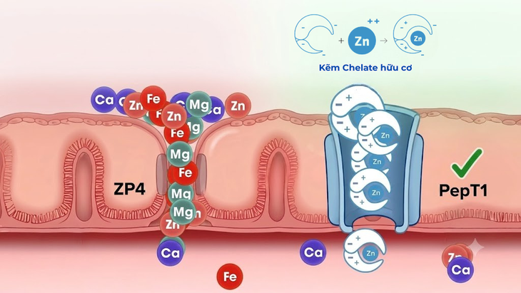 Kẽm chelate được đề cập trong báo cáo về bổ sung kẽm và dinh dưỡng ở trẻ- Ảnh 3.