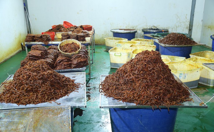 Phá đường dây sản xuất, buôn bán khô bò giả từ thịt trâu Ấn Độ quy - Ảnh 1.