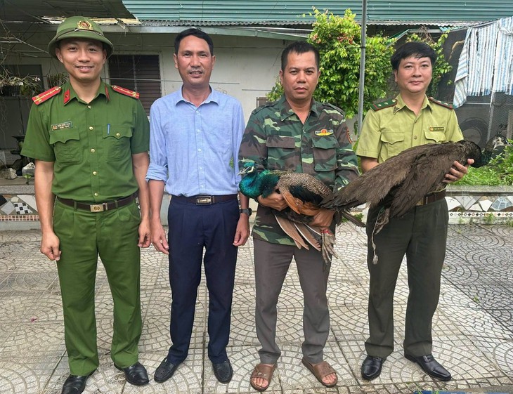 Phát hiện 2 cá thể công quý hiếm, người dân tự nguyện giao nộp - Ảnh 1.
