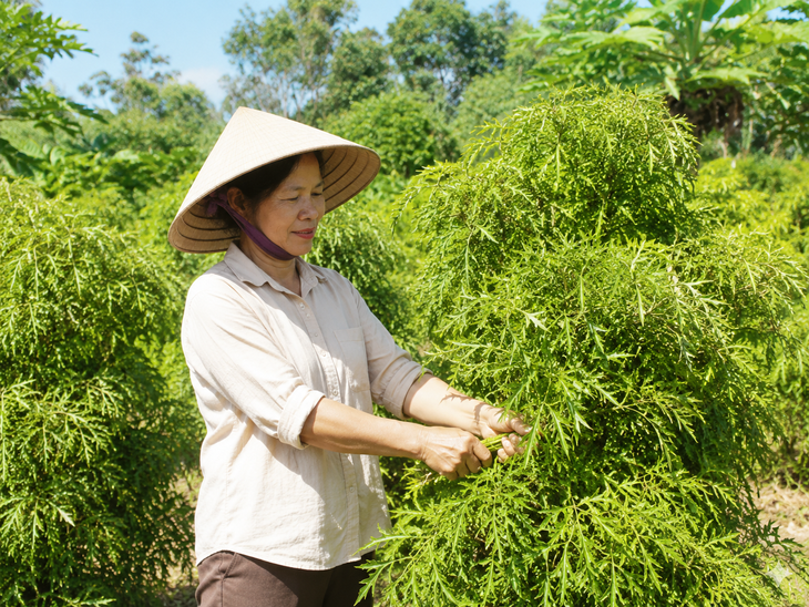 Cách hái lá đinh lăng đúng chuẩn để giữ trọn dược tính - Ảnh 1.