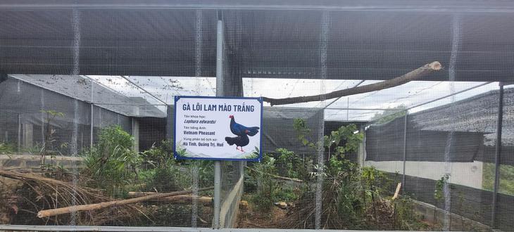 Loài gà quý hiếm có thể đã tuyệt chủng ngoài tự nhiên 'hồi hương' từ châu Âu- Ảnh 4.
