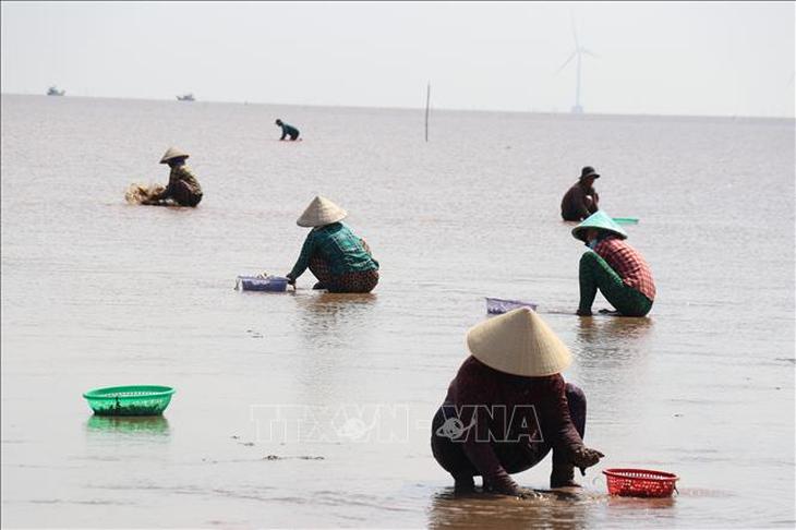 Nghêu thương phẩm có giá cao, người nuôi phấn khởi- Ảnh 3.