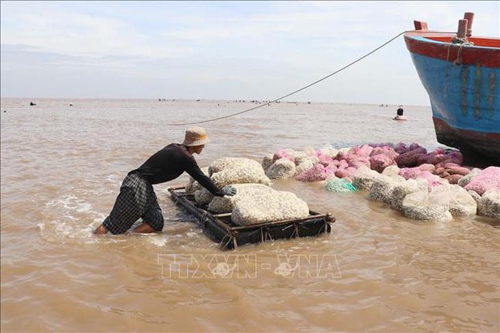 Nghêu thương phẩm có giá cao, người nuôi phấn khởi- Ảnh 2.