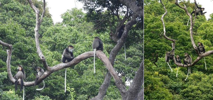 Ngắm những loài động vật quý hiếm sinh sống trong rừng Khánh Hòa- Ảnh 2.