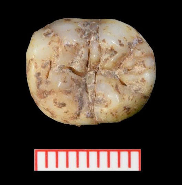 Hóa thạch Denisovan hé lộ cuộc sống bí ẩn của họ hàng loài người - Ảnh 2.