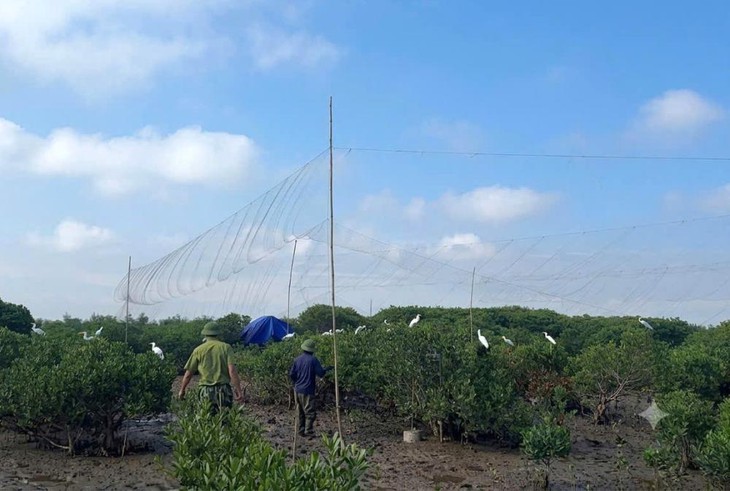 Hà Tĩnh ngăn nạn săn bắt chim trời mùa di cư- Ảnh 3.