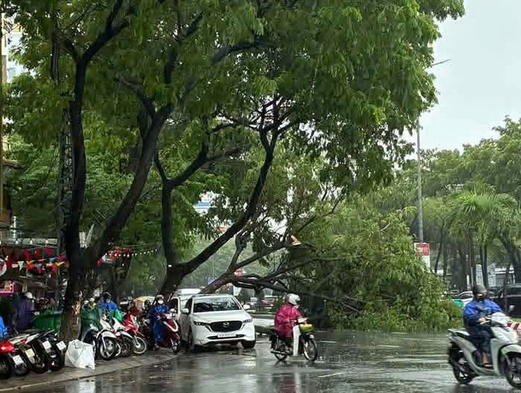 Mưa lớn khiến nhiều cây xanh bật gốc, đường phố Đà Nẵng ngập cục bộ - Ảnh 3.