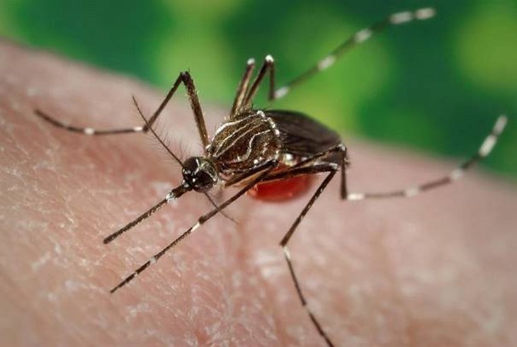 Cách bù nước đúng cách và ăn uống giúp người bệnh sốt xuất huyết hồi phục - Ảnh 1.