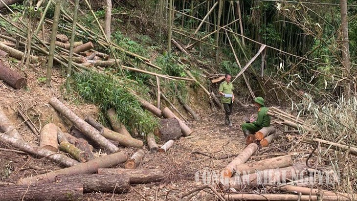Khởi tố vụ thuê xẻ thịt 10 ha rừng Khuổi Khinh với giá 300.000 đồng/m³- Ảnh 1.