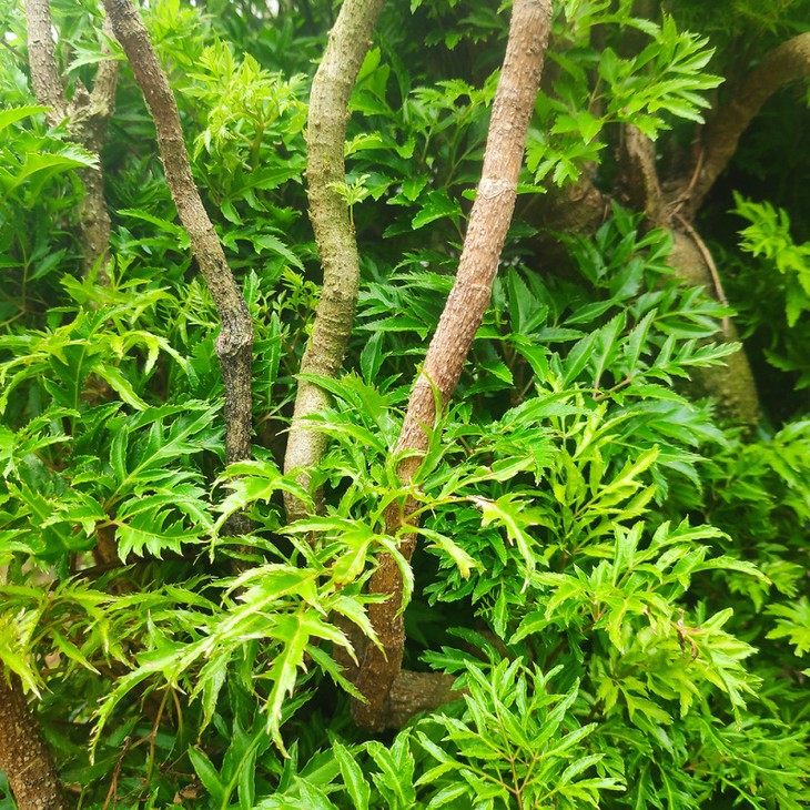 Đối tượng không nên uống nước lá đinh lăng - Ảnh 1.