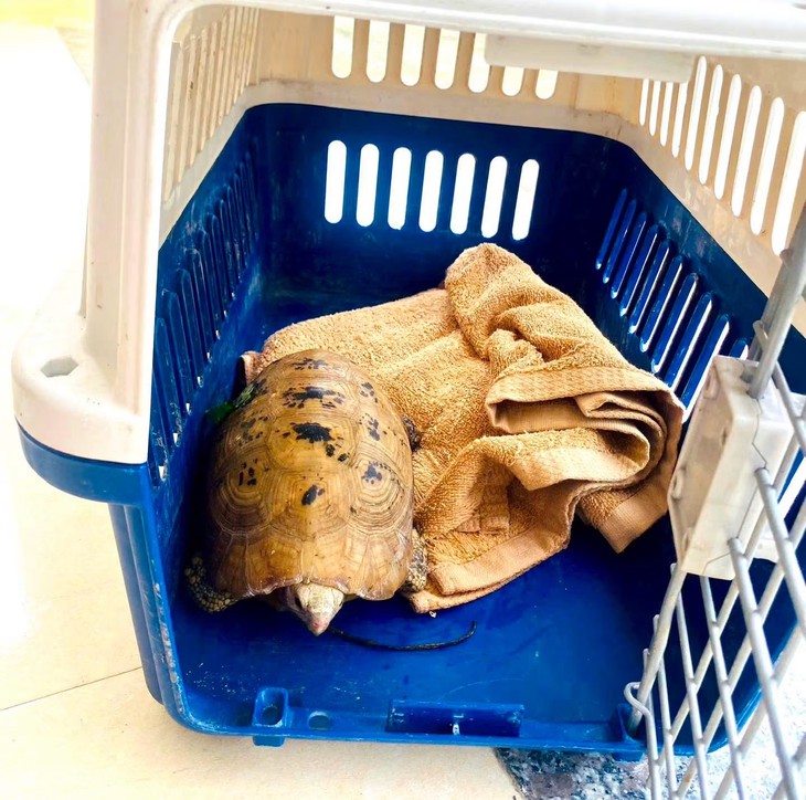 Cứu hộ cá thể rùa núi vàng quý hiếm 'đi lạc' vào khu dân cư- Ảnh 2.