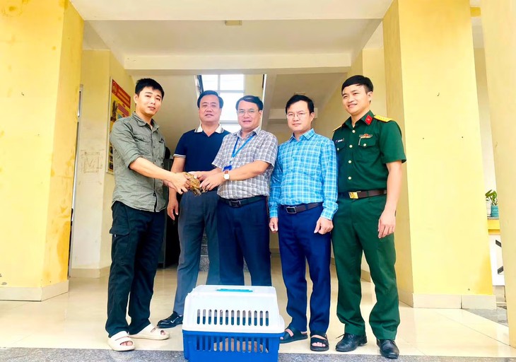 Cứu hộ cá thể rùa núi vàng quý hiếm 'đi lạc' vào khu dân cư- Ảnh 1.