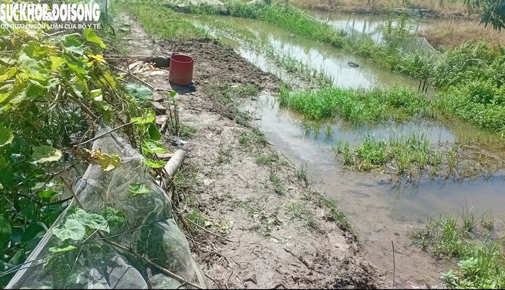 Bắt cá trước ao nhà, hai vợ chồng gặp nạn, tử vong- Ảnh 1.