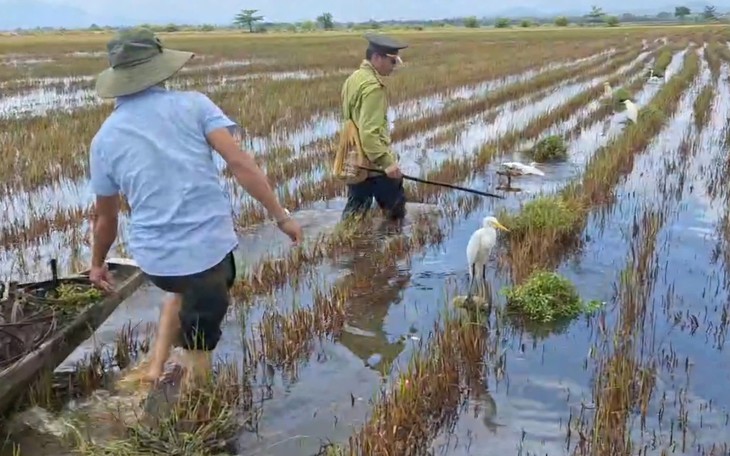 Clip mãn nhãn khoảnh khắc đàn cò trắng bay lượn rợp đồng ruộng ở Huế- Ảnh 6.