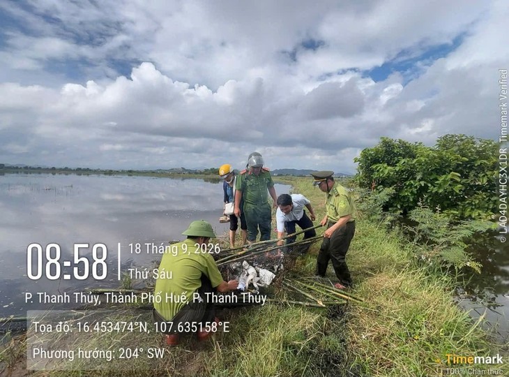 Clip gỡ loạt bẫy kẹp nguy hiểm 'săn' chim trời được nguỵ trang giữa ruộng ở Huế- Ảnh 1.
