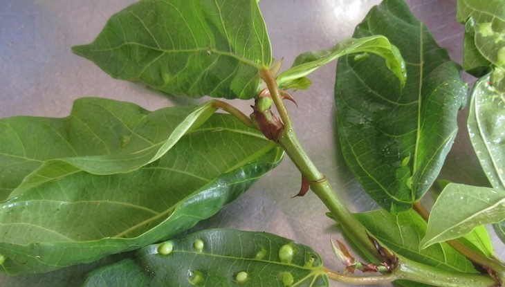 5 công dụng hỗ trợ trị bệnh của lá sung - Ảnh 1.