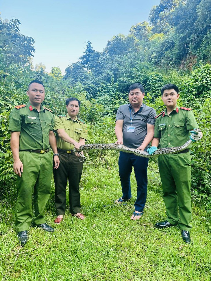 Trăn đất dài 4,5m bò vào nhà dân- Ảnh 2.