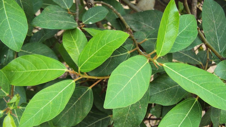 4 cách dùng lá sung quen thuộc trong dân gian, hỗ trợ tiêu hóa - Ảnh 1.