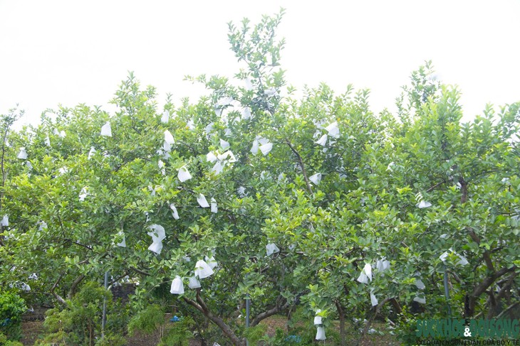 Nông dân Nghệ An làm giàu nhờ trồng ổi không hạt- Ảnh 1.