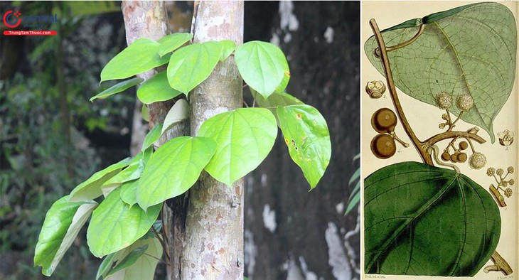 Nam dược trên chiến trường – Khi cây cỏ trở thành 'kho thuốc' cứu người- Ảnh 2.
