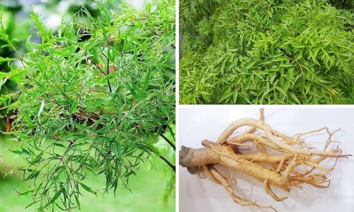Cây đinh lăng, vị thuốc quý từ rễ đến thân và lá - Ảnh 1.