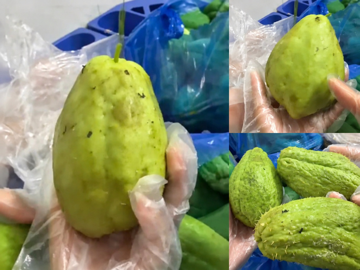 Quả su su trầy giập trong thực phẩm bán trú tại Trường Tiểu học Quảng Bị 2- Ảnh 1.